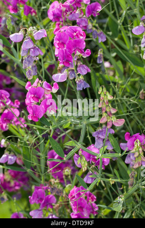 Everlasting Pois, pois vivaces vivaces, peavine, Breitblättrige Platterbse Lathyrus latifolius, Staudenwicke, Banque D'Images