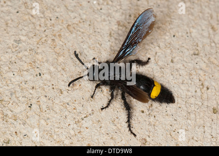 Wasp Scoliid Borstige Dolchwespe, femme,, Weibchen, Scolia hirta, Scolia hirta ssp. unifasciata, Scolia hirta unifasciata Banque D'Images