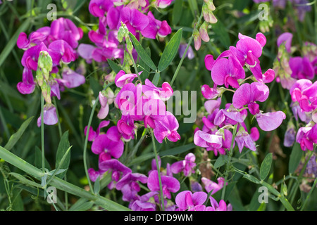 Everlasting Pois, pois vivaces vivaces, peavine, Breitblättrige Platterbse Lathyrus latifolius, Staudenwicke, Banque D'Images