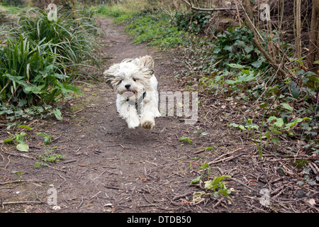 Shih Tzu chiot de 6 mois, l'exécution Banque D'Images