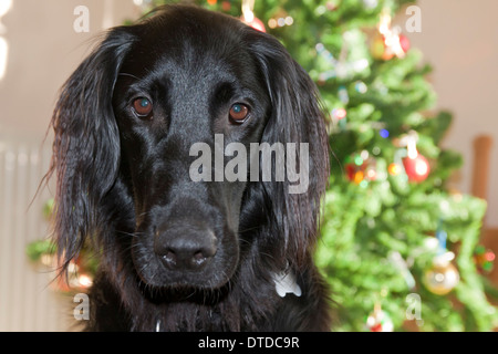 Les jeunes télévision Coated Retriever à la maison à Noël Banque D'Images