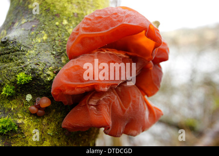 Champignon d'oreille de bois qu'on appelle aussi l'oreille de truie et auparavant, l'oreille de juif en anglais de plus en plus caduques, Midlands, Royaume-Uni Banque D'Images