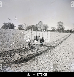 Photo historique de 1950 montrant un agriculteur à l'aide d'une charrue derrière deux chevaux, avec les mouettes en présence, qu'il laboure un champ. Banque D'Images