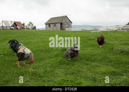 Poulets gras chercher de la nourriture dans l'herbe verte sur Hancock Shaker Village de Massachusetts. Banque D'Images