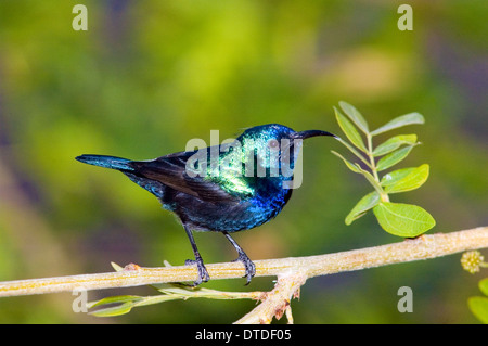 La Palestine Sunbird, le nord de l'Orange-touffes Sunbird Banque D'Images