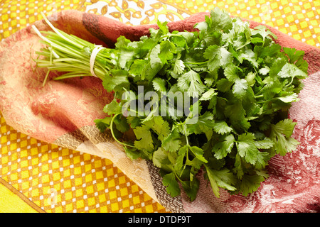 Bouquet de coriandre coriandre fraîche Banque D'Images