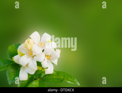 Fleur blanche Murraya paniculata ou Orang Jessamin sur fond vert Banque D'Images