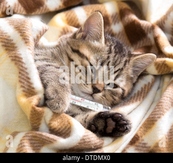 Chaton malade allongé à haute température Banque D'Images