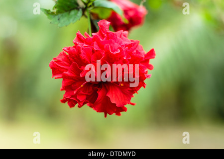 Fleur d'Hibiscus rouge coloré sur tree in garden Banque D'Images