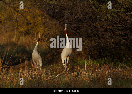 Grues Sarus (Grus antigone) dans la réserve d'oiseaux de Keoladeo Ghana à Bharatpur Rajasthan Banque D'Images