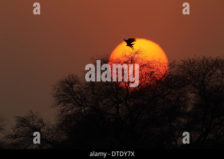 Soleil levant dans le parc national de Keoladeo, Bharatpur Banque D'Images