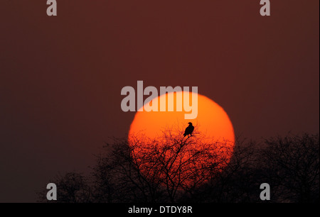 Soleil levant dans le parc national de Keoladeo, Bharatpur Banque D'Images