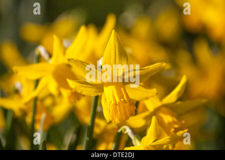 Météo britannique. Londres, 16 février 2014. Les jonquilles à St James's Park afficher bienvenue signes du printemps. Crédit : Paul Davey/Alamy Live News Banque D'Images