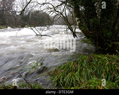 La rivière gonflée après de fortes pluies, Dartmoor, Devon, UK Banque D'Images