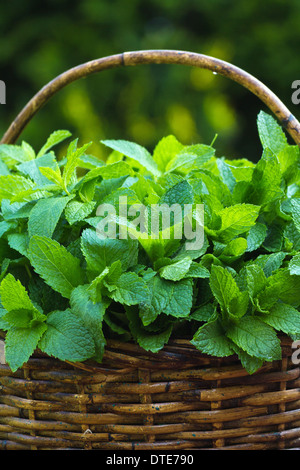 Feuilles vertes fraîches d'herbe menthe poivrée dans le panier en osier photos images photos format vertical très haute résolution aux États-Unis US haute résolution Banque D'Images
