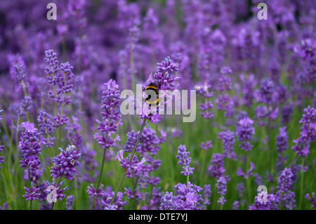 Fleurs de Lavande avec bourdon Banque D'Images