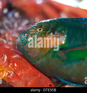 Poisson perroquet frais, fruits de mer sur le marché asiatique Banque D'Images