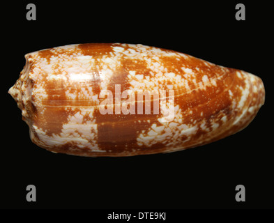 La coquille d'un escargot cone géographique (Conus geographus) Banque D'Images