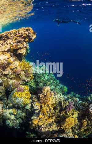 Mer Rouge, sous-marin, les récifs coralliens, sea life, la vie marine, de l'océan, la plongée, les vacances, l'eau, plongeur, plongeur femelle, tuba Banque D'Images
