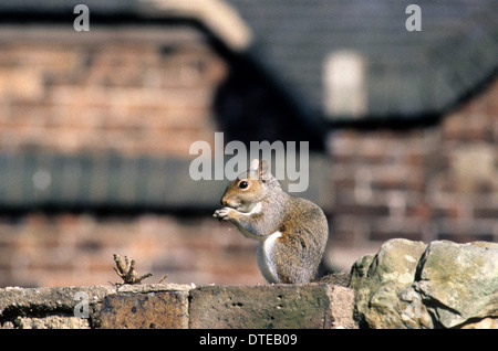 L'écureuil gris urbain Uk Sciurus carolinensis Banque D'Images