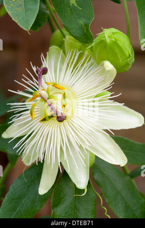 De la forme blanche hardy passiflore, Passiflora caerulea 'Constance Elliot', dans un jardin privé à Plymouth Banque D'Images