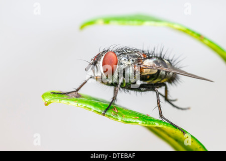 Portrait d'une maison commune fly Banque D'Images