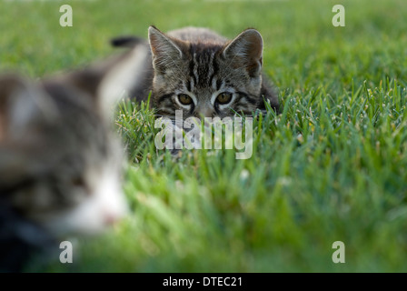 Deux chatons jouent les uns avec les autres sur une pelouse en Californie du Nord. © Craig M. Eisenberg Banque D'Images