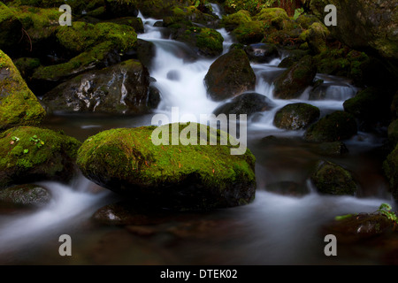 Vue panoramique de Bunch Creek Falls (descente) South Shore Road de Lake Quinault, Olympic National Park, Washington, USA en Novembre Banque D'Images