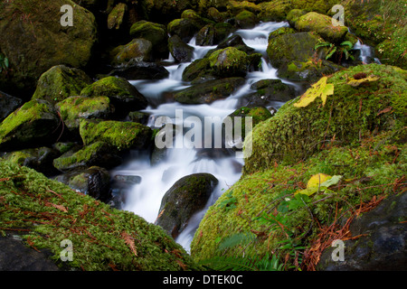 Vue panoramique de Bunch Creek Falls (descente) South Shore Road de Lake Quinault, Olympic National Park, Washington, USA en Novembre Banque D'Images