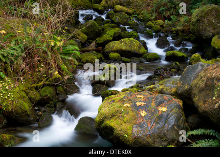 Vue panoramique de Bunch Creek Falls (descente) South Shore Road de Lake Quinault, Olympic National Park, Washington, USA en Novembre Banque D'Images