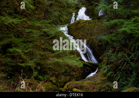 Vue panoramique de Bunch Creek Falls (supérieur) South Shore Road de Lake Quinault, Olympic National Park, Washington, USA en Novembre Banque D'Images