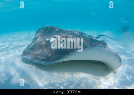 Whipray rose, Himantura fai, Banyan Tree Vabbinfaru,, North Male Atoll, Maldives Banque D'Images