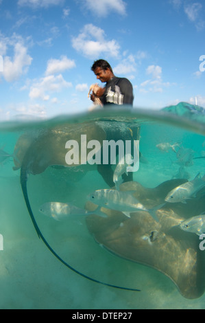 Split shot de l'alimentation de l'homme Whiprays Rose, Himantura fai, Banyan Tree Vabbinfaru,, North Male Atoll, Maldives Banque D'Images