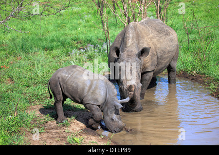 Rhinocéros à large goulot, avec de jeunes femmes, Sabi Sabi Game Reserve, Kruger National Park, Afrique du Sud (Ceratotherium simum) / Banque D'Images