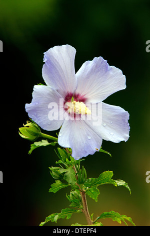 Rose-of-Sharon / (Hibiscus syriacus) Banque D'Images