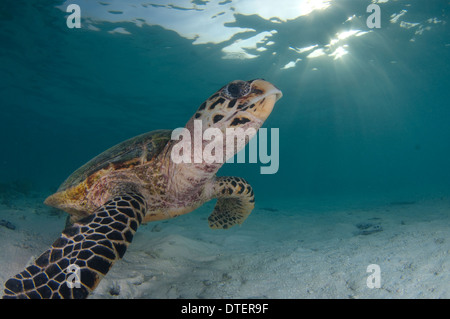 La tortue imbriquée, Eretmochelys imbricata, Vabbinfaru, les Maldives Banque D'Images