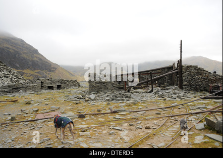 Greyhound Marche dans un bâtiment Délicté dans une mine de Slate Désaffectée sur Le vieux Homme de Coniston dans le Lake District National Park, Cumbria, Angleterre, Royaume-Uni Banque D'Images