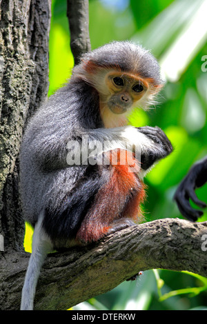 Red-shanked Douc Langur, young / (Pygathrix nemaeus) Banque D'Images