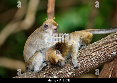 Long-Tailed macaque, toilettage, Labuk Bay, Sabah, Bornéo, Malaisie / facicularis (Macaca) / Crab-macaque de l'alimentation Banque D'Images