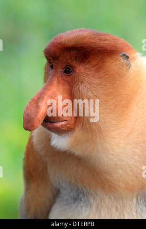 Proboscis Monkey, homme, Labuk Bay, Sabah, Bornéo, Malaisie / (Nasalis larvatus) Banque D'Images