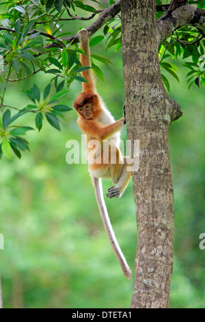 Proboscis Monkey, jeune, Labuk Bay, Sabah, Bornéo, Malaisie / (Nasalis larvatus) Banque D'Images