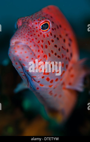 Des taches de rousseur Paracirrhites forsteri, Hawkfish, portrait, l'Atoll de Malé Sud, aux Maldives Banque D'Images