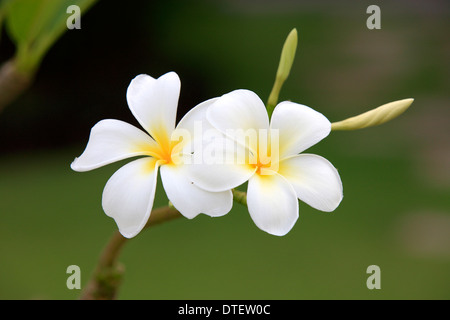 Frangipanier blanc, Kota Kinabalu, Sabah, Bornéo, Malaisie (Plumeria pudica) / Banque D'Images