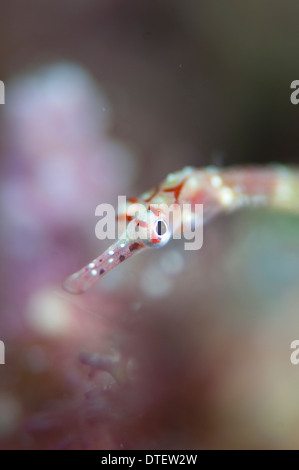 Syngnathe nanti, Corythoichthys insularis, portrait, l'Atoll de Malé Sud, aux Maldives Banque D'Images