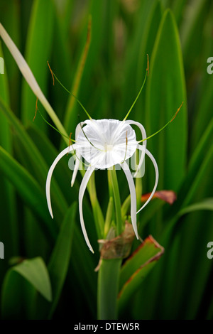 Spider Lily, Kota Kinabalu, Sabah, Bornéo, Malaisie / (Hymenocallis occidentalis) Banque D'Images