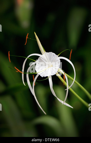 Spider Lily, Kota Kinabalu, Sabah, Bornéo, Malaisie / (Hymenocallis occidentalis) Banque D'Images