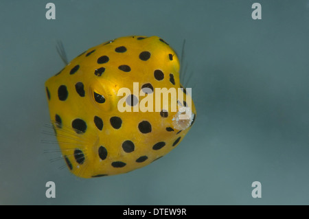 Juvenile Yellow Boxfish, Ostracion cubicus, Kandooma, portrait, South Male Atoll, Maldives Banque D'Images