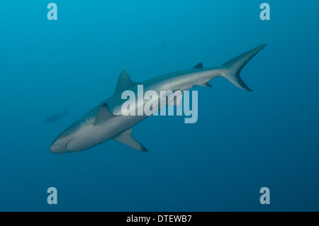 Requin gris de récif, Carcharhinus amblyrhynchus, dans le bleu piscine, profil, d'en bas, l'Atoll de Malé Sud, aux Maldives Banque D'Images