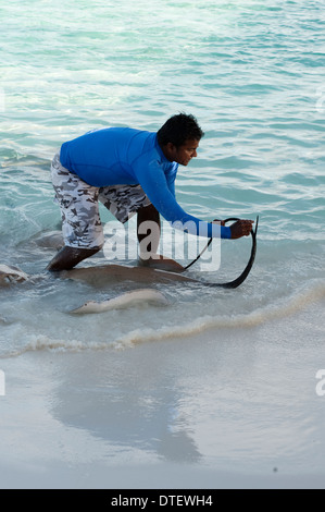 Montre homme Whiprays la queue de Rose, Himantura fai, dans des eaux peu profondes, Banyan Tree Vabbinfaru, l'Atoll de Malé Nord, les Maldives Banque D'Images