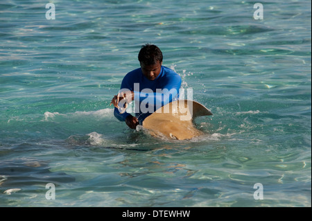 L'alimentation de l'homme Whiprays Rose, Himantura fai, dans des eaux peu profondes, Banyan Tree Maldives Vabbinfaru, l'Atoll de Malé Nord, les Maldives Banque D'Images